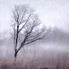 ”Анимация: Туман среди деревьев”