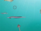 Shooting Fish