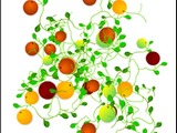 Oranges