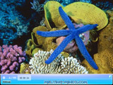 SSSG Ocean Life