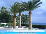SSSG Crystal Hunter Palm Trees