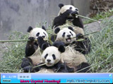 SSSG Crystal Hunter Pandas