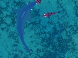 Jaws Jaws