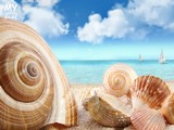 Sea and Shells - Hidden Coins