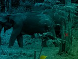 Elephant Forest Escape