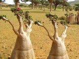Escape from Socotra Island