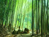 Bamboo Forest Monkey Escape