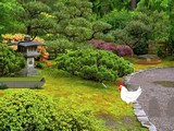 Japanese Garden Escape