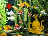 Flower Horn Fish Escape