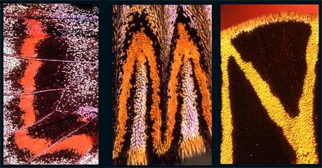 ������� �� ���������