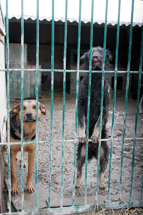 ����� ��� �����