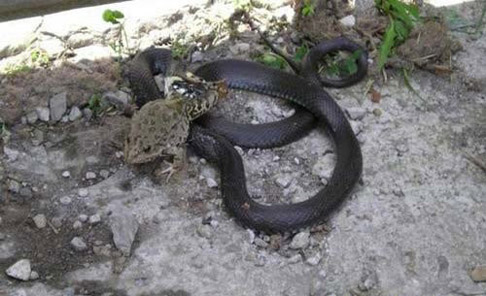 ���� ������ �������