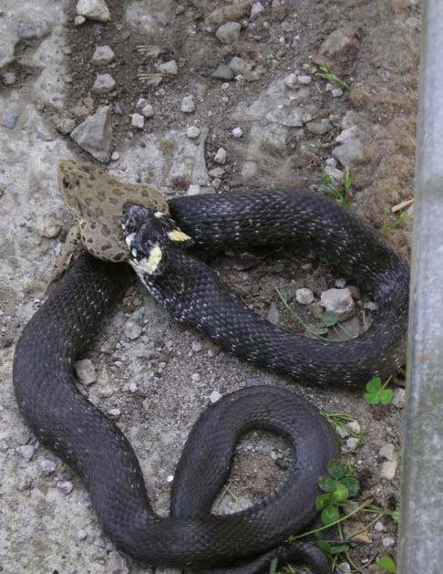 ���� ������ �������