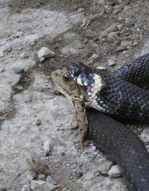 ���� ������ �������