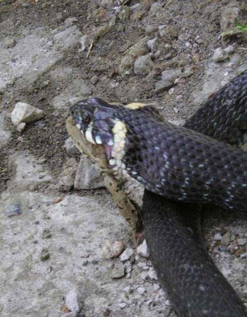 ���� ������ �������