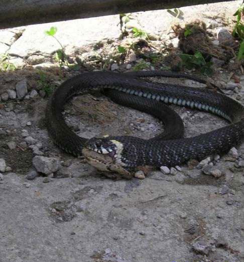 ���� ������ �������