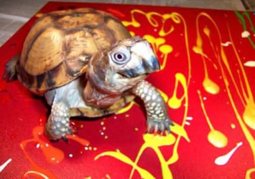 ���������-���������