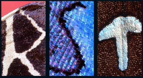 ������� �� ���������