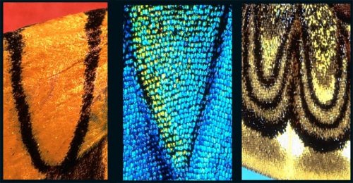 ������� �� ���������