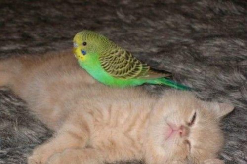 ������ �� �����