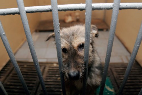 ����� ��� �����