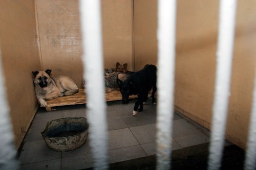 ����� ��� �����