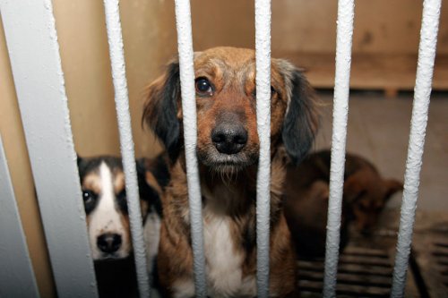 ����� ��� �����