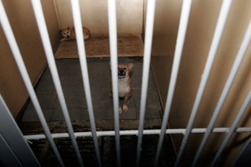 ����� ��� �����