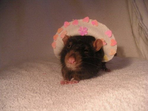 �������� ������