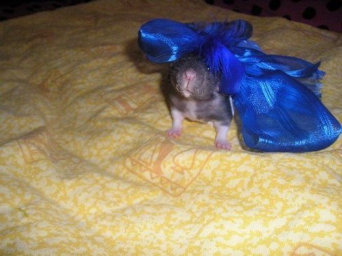 �������� ������