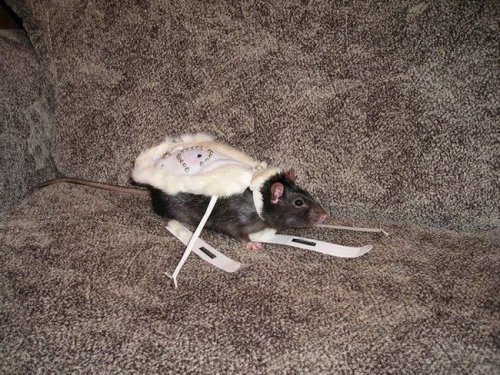 �������� ������