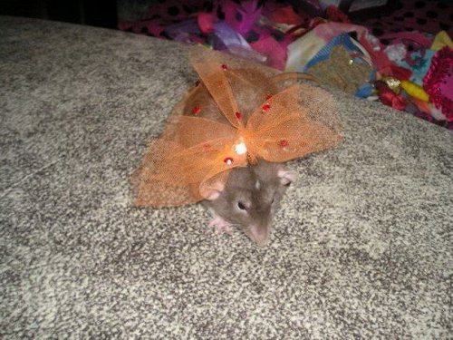 �������� ������