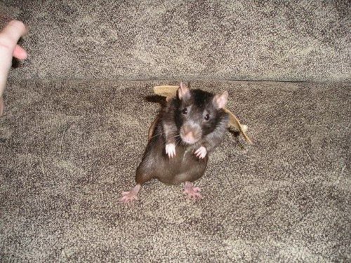 �������� ������