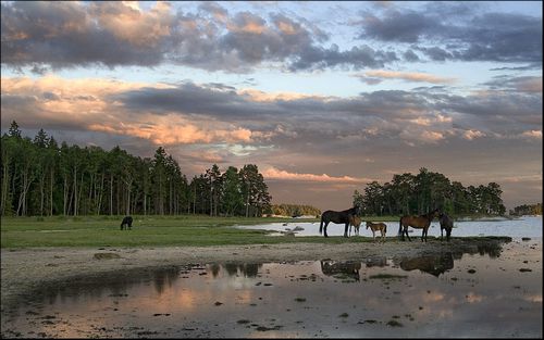 ����� ���������