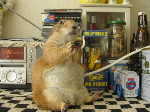 ��������