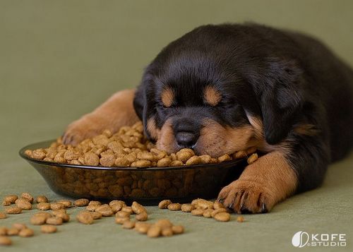 �������� �����