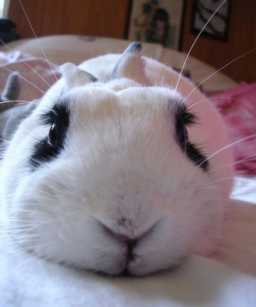 �������� �����