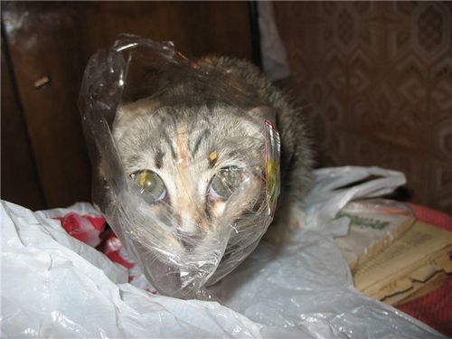 �������� �����