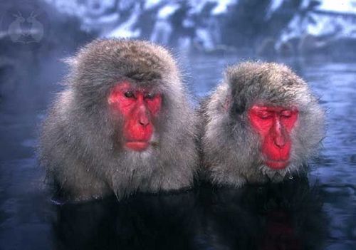 �������� �����