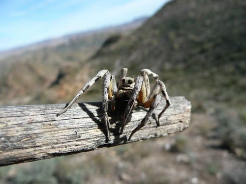 �������� �����