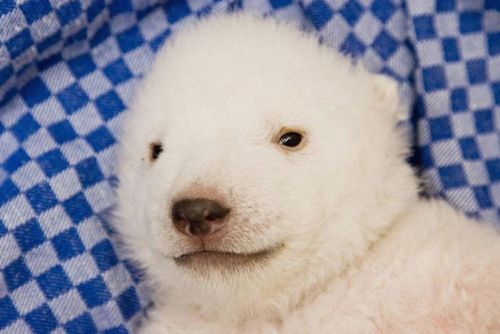 �������� �����