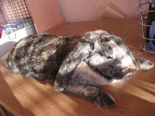 �������� �����