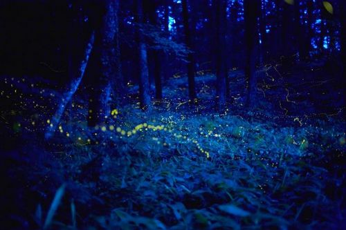 �������� �����