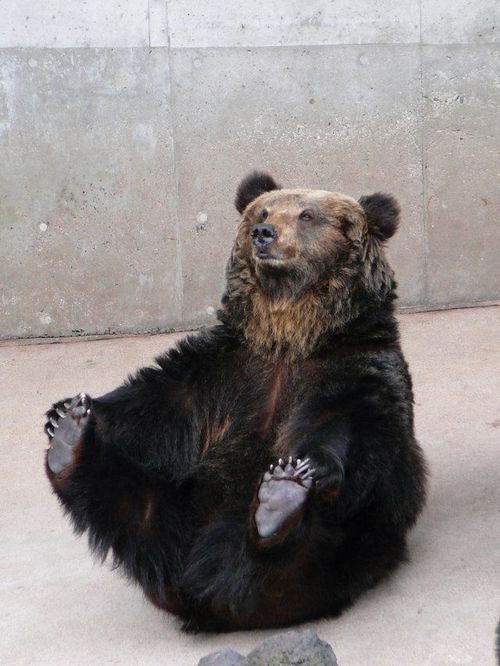 �������� �����