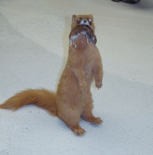 �������� �����