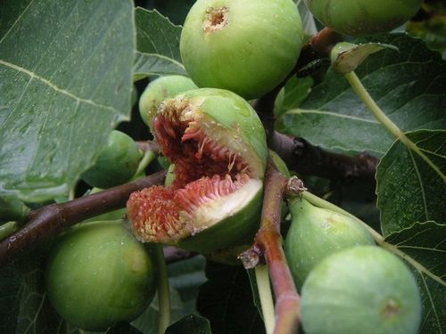 �������� �����