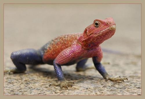 �������� �����