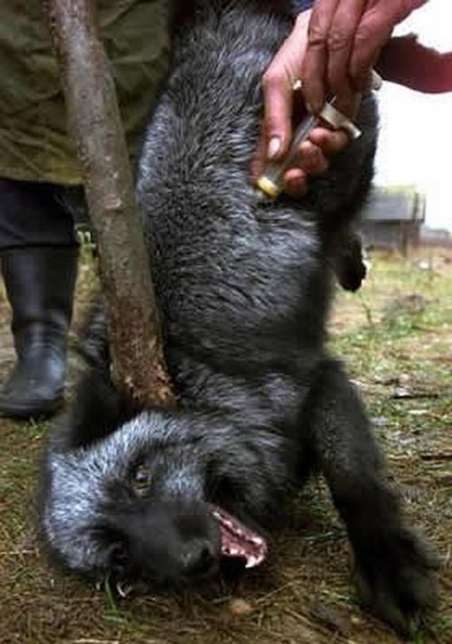 �� ��� ������ ����?!