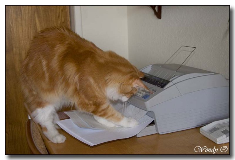 cat-fax-02.jpg