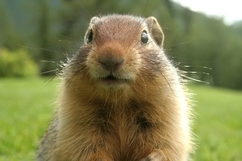 ������ ������